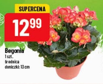 Polomarket Begonia 1 szt. oferta