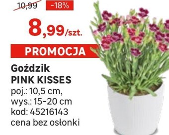 Leroy Merlin Goździk oferta