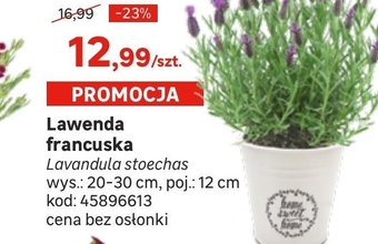 Lawenda