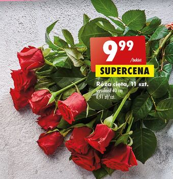 Biedronka Róża cięta oferta