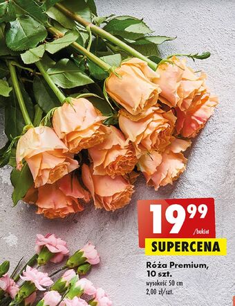 Biedronka Róże premium 50 cm oferta