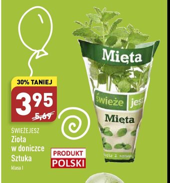 ALDI Mięta oferta
