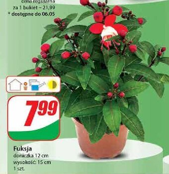 Dino Fuksja 12 cm oferta