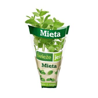 ALDI Zioła w doniczce oferta