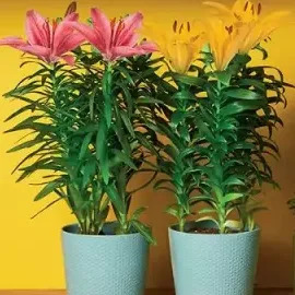 Biedronka Lilia oferta