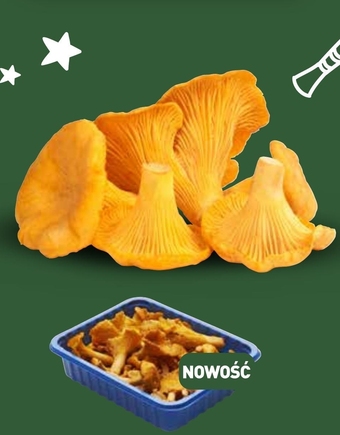 ALDI Kurki Świeżejesz oferta