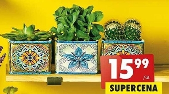 Biedronka Sukulent oferta