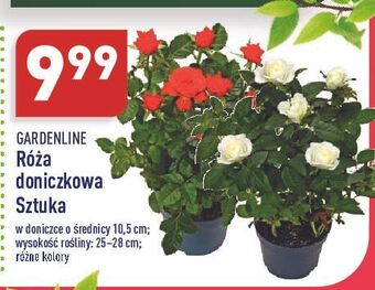 ALDI Róża w doniczce 10.5 cm Garden Line oferta