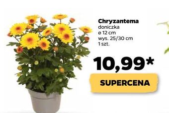 Netto Chryzantema 12 cm oferta