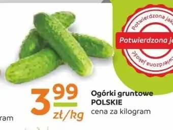 Społem Ogórki gruntowe 1 kg oferta