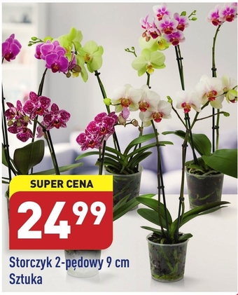 ALDI Storczyk oferta