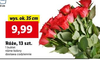 Lidl Róże 35 cm oferta