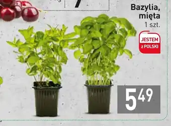 Stokrotka Market Bazylia, mięta oferta