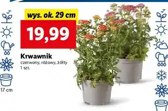 Lidl Krwawnik oferta