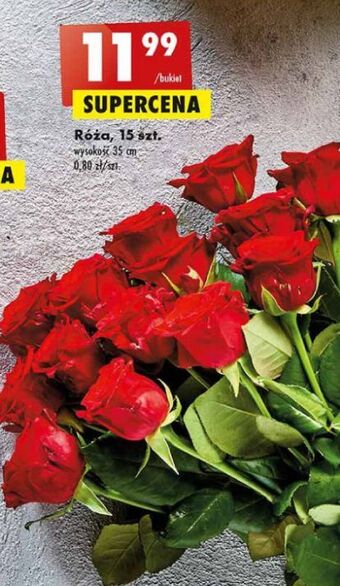 Biedronka Róże 35 cm oferta