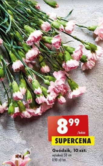 Biedronka Goździki 50 cm oferta