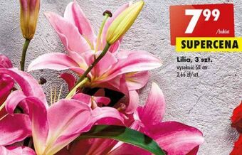 Biedronka Lilia 50 cm oferta