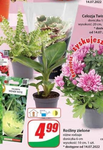 Dino Roślina zielona oferta