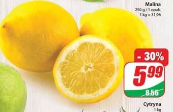 Dino Cytryny oferta