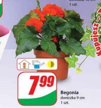 Dino Begonia oferta