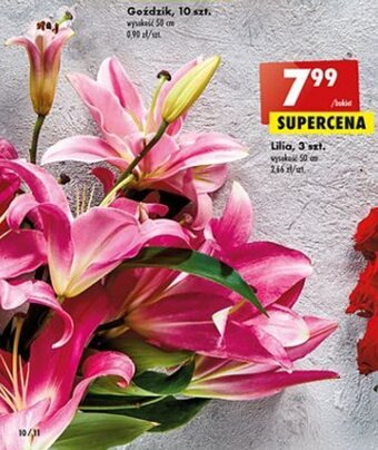 Biedronka Lilia 3 szt. oferta