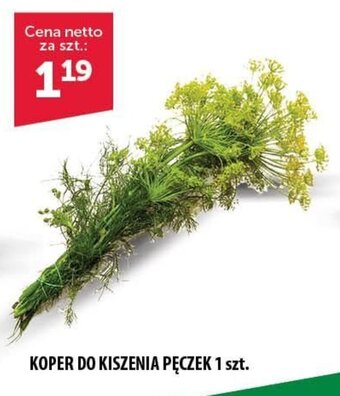 Eurocash Koper do kiszenia pęczek 1 szt. oferta
