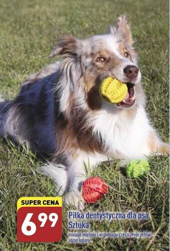 ALDI Piłka dentystyczna dla psa oferta