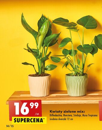 Strelicja