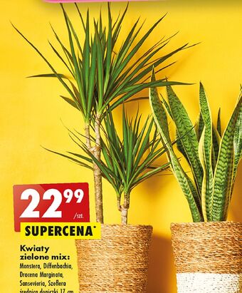 Biedronka Monstera don. 17 cm oferta