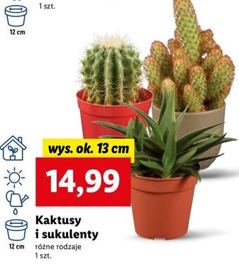 Lidl Kaktus 13 cm oferta