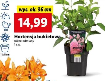 Lidl Hortensja bukietowa 36 cm oferta
