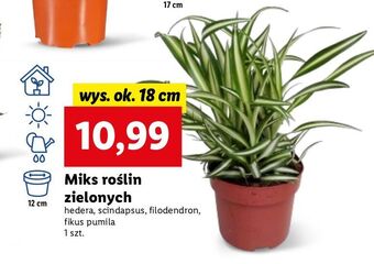 Filodendron don. 12 cm