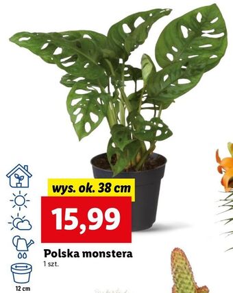 Monstera 38 cm