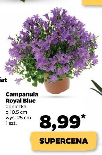 Campanula