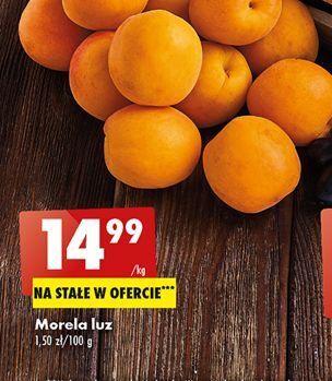 Biedronka Paproć don. 17 cm oferta