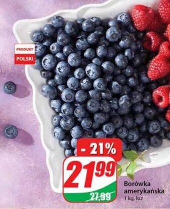 Dino Borówki amerykańskie oferta