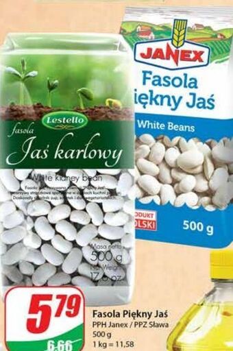 Dino Fasola piekny jaś Janex oferta