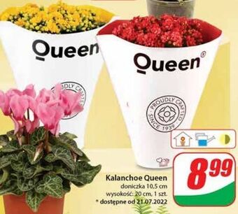 Dino Kalanchoe queen 10.5 cm doniczka oferta