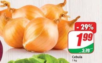Dino Cebula oferta