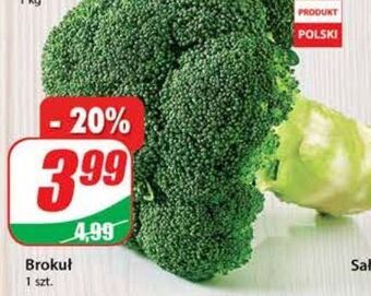 Dino Brokuł oferta