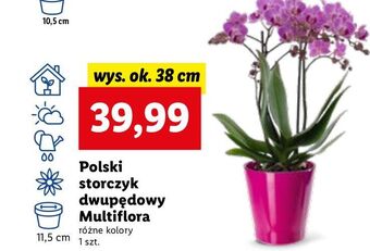 Lidl Storczyk multiflora 2 pędy oferta