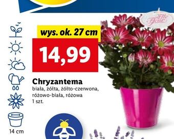 Lidl Chryzantema żółta oferta