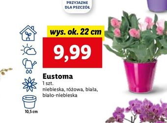 Lidl Eustoma wys. 22 cm biała oferta