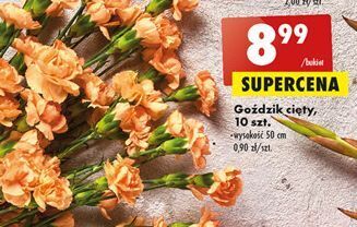Biedronka Goździki oferta
