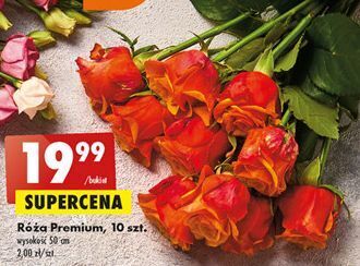 Biedronka Róża premium oferta