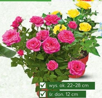 Kaufland Róża oferta