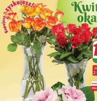 Dino Róża oferta