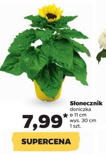 Netto Słonecznik oferta