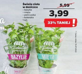 Netto Kolendra z zieleniaka netto oferta