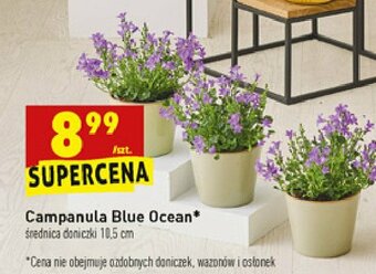 Campanula blue ocean 1 SZT
